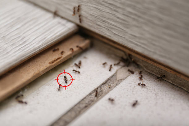 Best Best Pest Control Companies  in Tiltonsville, OH