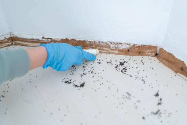 Best Pest Inspection Near Me  in Tiltonsville, OH